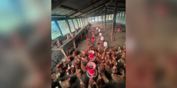 35 poultry die as bird flu hits Zhemgang villages