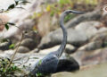 Half of world’s White-bellied herons now found in Bhutan