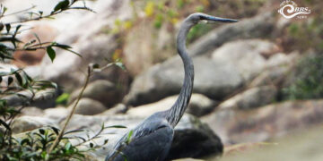 Half of world’s White-bellied herons now found in Bhutan