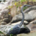 Half of world’s White-bellied herons now found in Bhutan