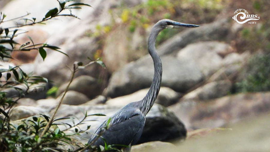 Half of world’s White-bellied herons now found in Bhutan