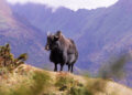 Highlander seek cheaper premium for yak insurance