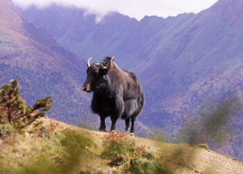 Highlander seek cheaper premium for yak insurance