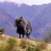 Highlander seek cheaper premium for yak insurance