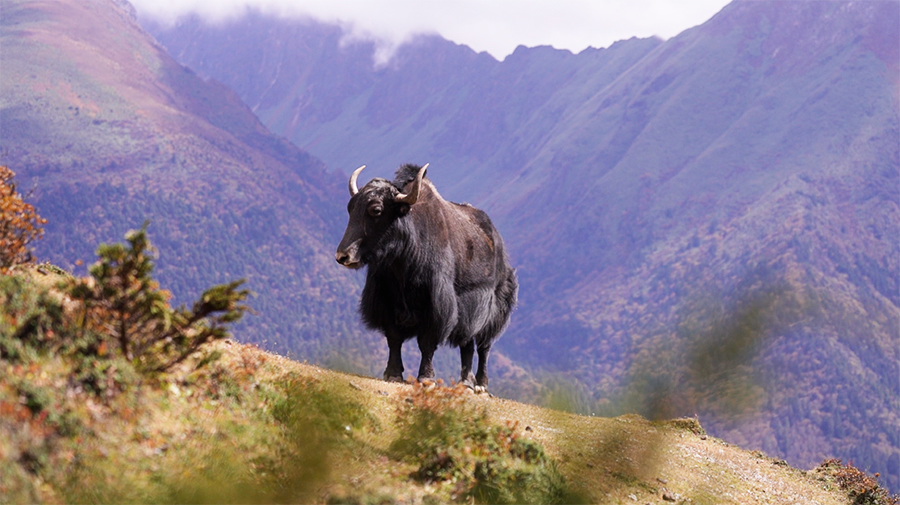Highlander seek cheaper premium for yak insurance