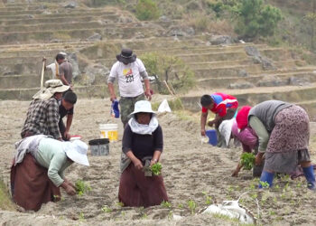 Solar irrigation transforms farming in Punakha