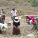 Solar irrigation transforms farming in Punakha