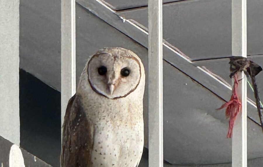 Growing owl presence keeps Babena residents awake