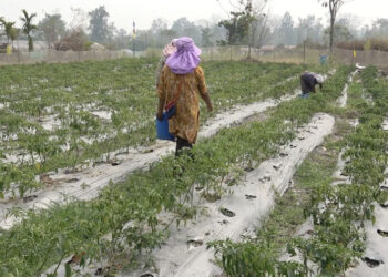 GMC growth brings better market for Shompangkha farmers