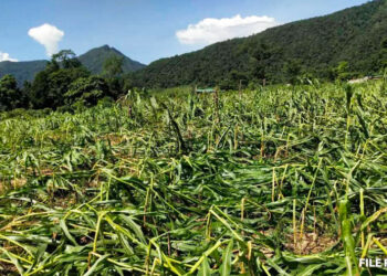 Limited awareness slows uptake of National Crop and Livestock Insurance scheme