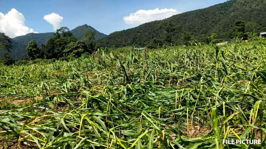 Limited awareness slows uptake of National Crop and Livestock Insurance scheme