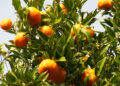 In remote Berdungma, oranges sustain rural livelihoods