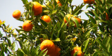 In remote Berdungma, oranges sustain rural livelihoods