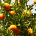 In remote Berdungma, oranges sustain rural livelihoods