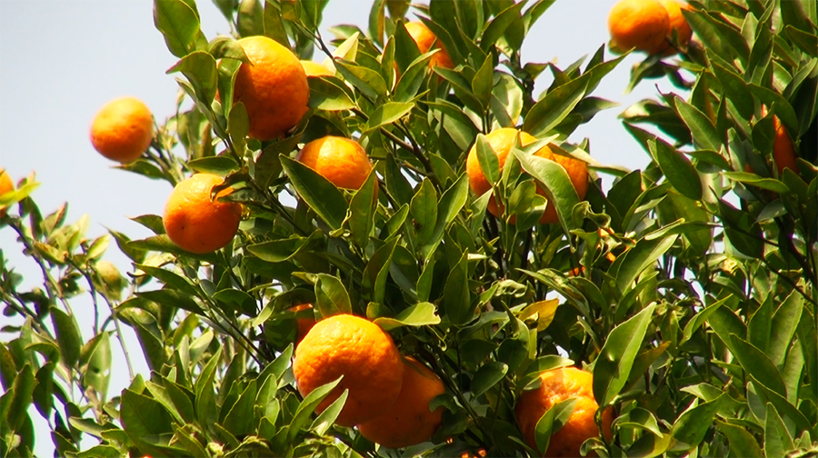 In remote Berdungma, oranges sustain rural livelihoods