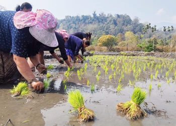 Khamaedthang farmers resume spring paddy after seven years