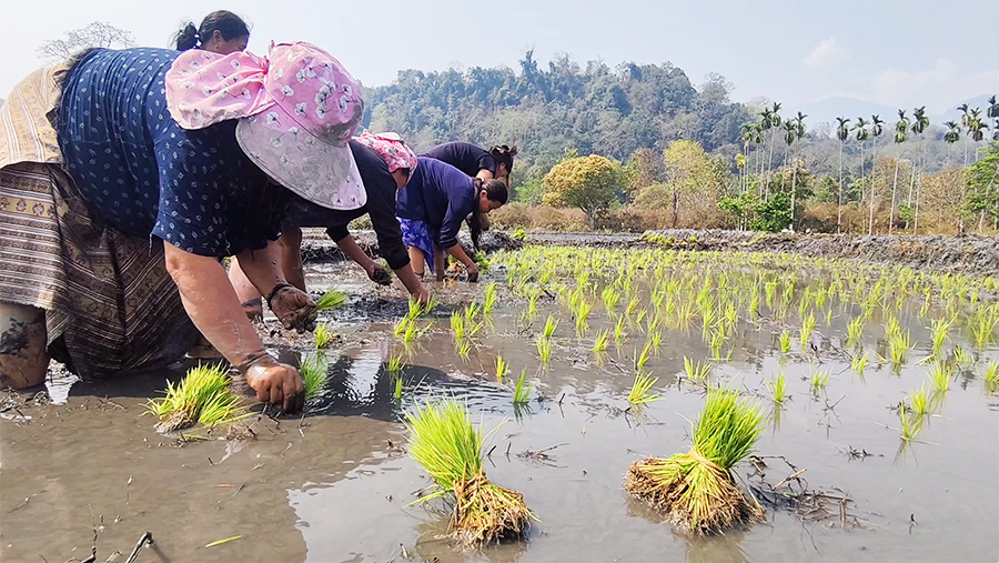 Khamaedthang farmers resume spring paddy after seven years