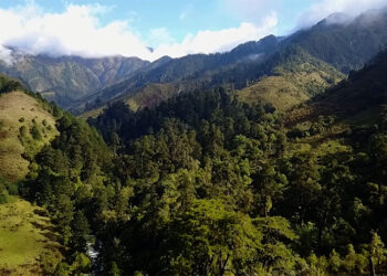 Illegal timber extraction tops wildlife offence cases