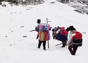 18 suspected of illegal cordyceps collection in Lunana