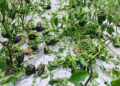 Hailstorm damages crops and orchards in Tsirang