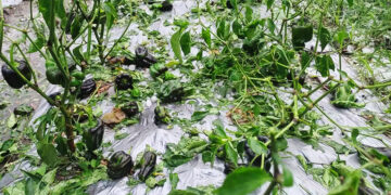 Hailstorm damages crops and orchards in Tsirang