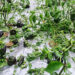 Hailstorm damages crops and orchards in Tsirang