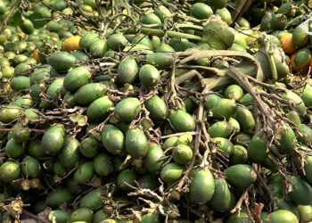 Doma buyers pull back as prices drop, exporters raise concerns in Gelephu