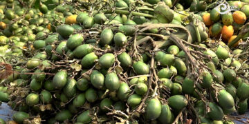 Doma buyers pull back as prices drop, exporters raise concerns in Gelephu