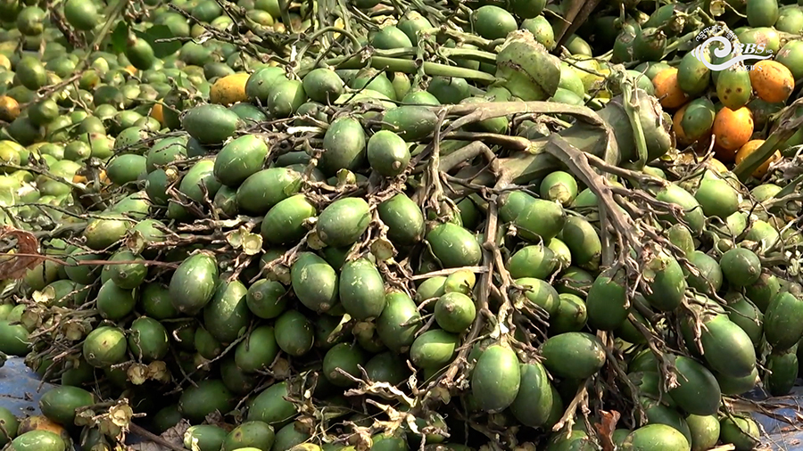 Doma buyers pull back as prices drop, exporters raise concerns in Gelephu