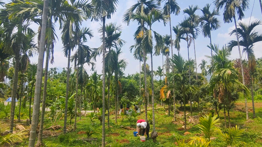 Improved harvest lifts areca nut earnings - BBSCL