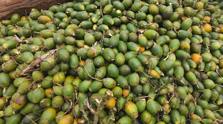 Improved harvest lifts areca nut earnings - BBSCL