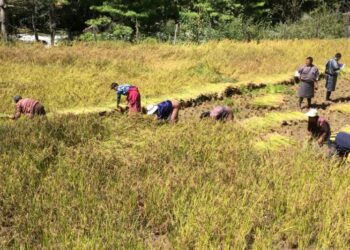 Agriculture sector contributes Nu 39.6bn to economy