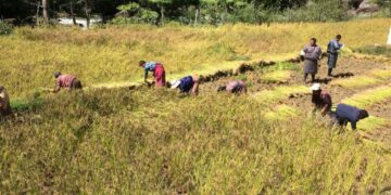 Agriculture sector contributes Nu 39.6bn to economy