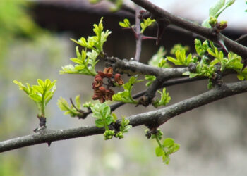 Sichuan pepper becomes reliable income source for Yalang farmers, Trashi Yangtse