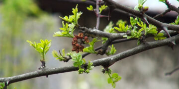 Sichuan pepper becomes reliable income source for Yalang farmers, Trashi Yangtse