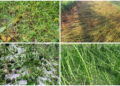 Hailstorm damages crops in Tsirang last month, losses exceed Nu 25 M