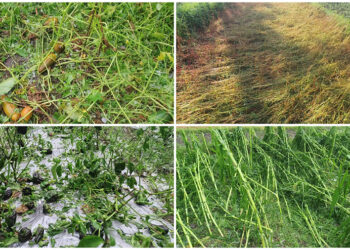 Hailstorm damages crops in Tsirang last month, losses exceed Nu 25 M