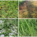 Hailstorm damages crops in Tsirang last month, losses exceed Nu 25 M