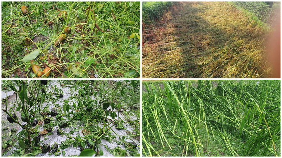 Hailstorm damages crops in Tsirang last month, losses exceed Nu 25 M