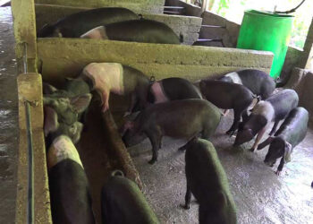 National-level committee steps in to support struggling piggery farmers