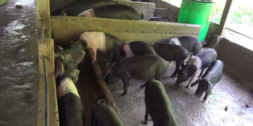 National-level committee steps in to support struggling piggery farmers