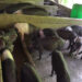 National-level committee steps in to support struggling piggery farmers