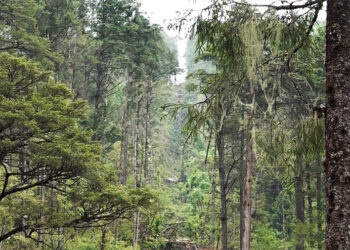 Bhutan moves towards international forest certification, expects improved global timber market access