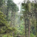 Bhutan moves towards international forest certification, expects improved global timber market access