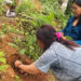 Tax concession encourages farmers to revive fallow land