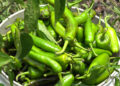 Chilli farmers in Guma see higher yields, better returns
