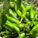 Chilli farmers in Guma see higher yields, better returns