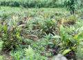 Monggar farmers turn to intercropping as cardamom faces pest threat
