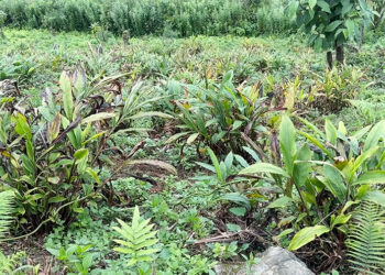 Monggar farmers turn to intercropping as cardamom faces pest threat