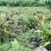 Monggar farmers turn to intercropping as cardamom faces pest threat